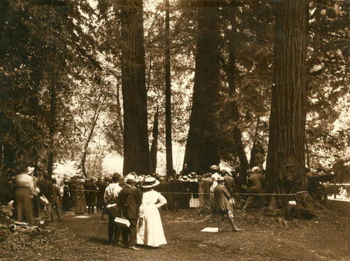 Dedication of the Pinchot tree in Muir Woods, 1910 [photograph]