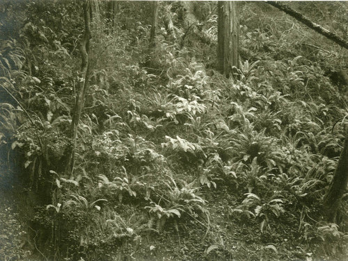 Fern Bank, Muir Woods, circa 1910 [photograph]