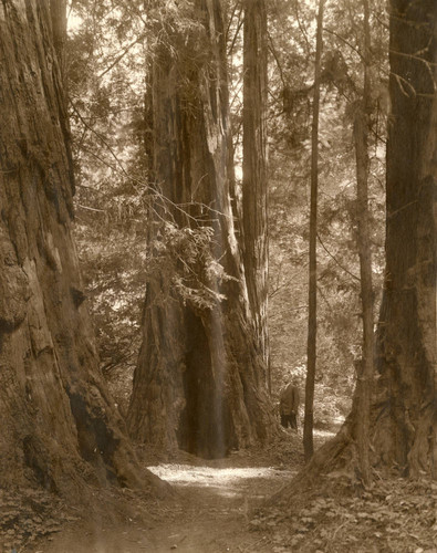 Man gazing up at redwood tree, Muir Woods, circa 1910 [photograph]