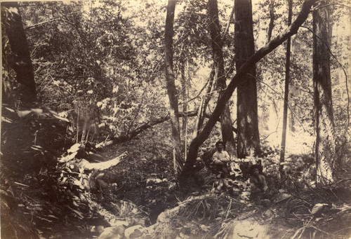 Vacationers posed in a glen, Taylorville, Marin County, California, 1889 [photograph]