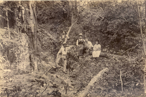 Vacationers posed in a glen at Taylorville, Marin County, California, 1889 [photograph]