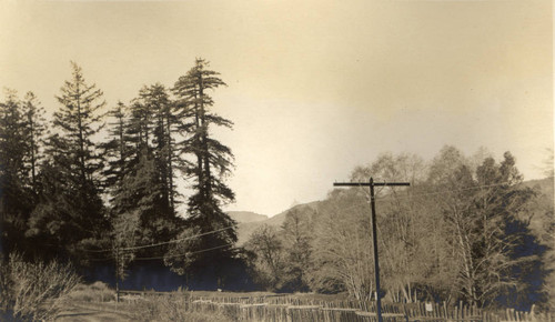 Between White's Hill and the Poor Farm near San Geronimo, California, March 1914 [photograph]