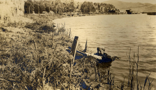 Alice Oge swimming in the San Rafael Canal, San Rafael, California, September 1913 [photograph]