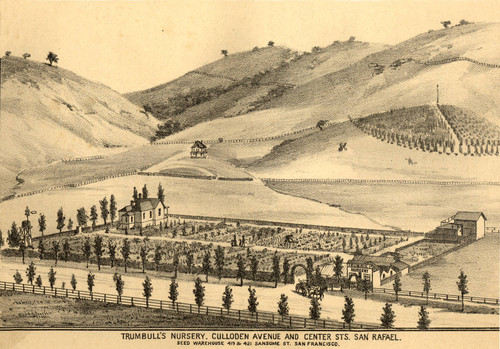 Trumbull's Nursery, San Rafael, California, 1884 [illustration]