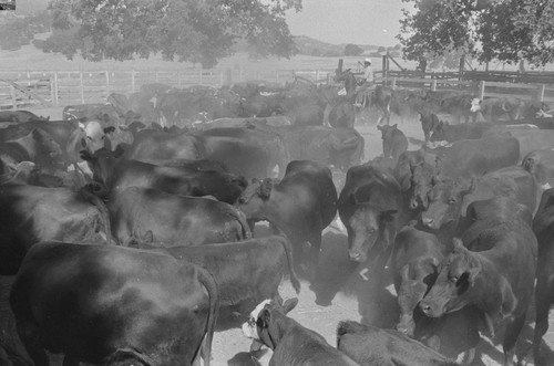 Aberdeen-Angus cattle during roundup at the Ryan ranch, Berryessa Valley