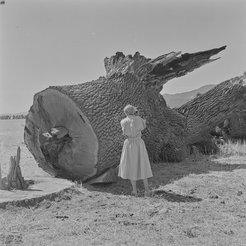 Dorothea Lange photographing the destruction of a California landmark. All trees are cut to within six inches above the ground, from Berryessa Valley The Last Year