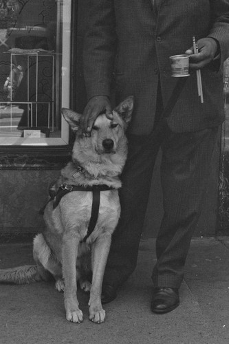 Man's best friend - guide dog and black man, San Francisco