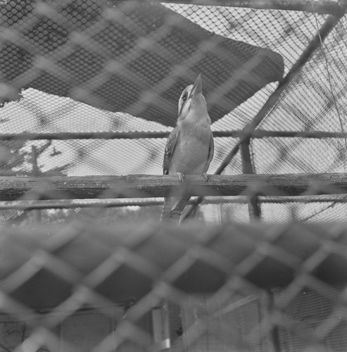 Bird, from San Francisco Zoo