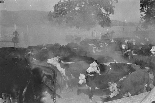 Aberdeen-Angus cattle and ranch hands during roundup at the Ryan ranch, Berryessa Valley