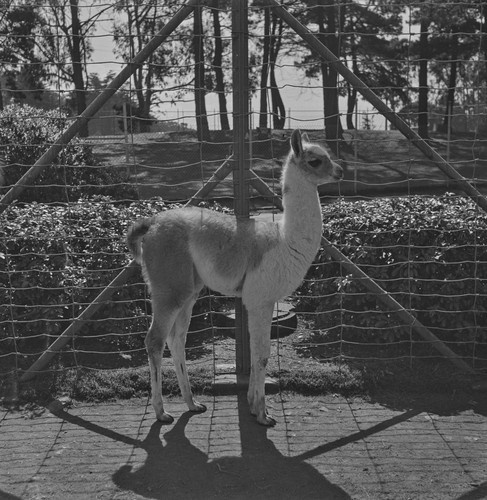 Baby Llama, from San Francisco Zoo