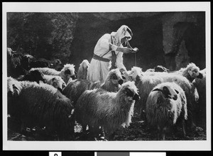 Doctoring the sheep, Palestine, ca.1900-1910