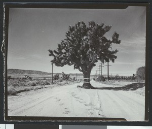 Joshua tree in the middle of a dirt road