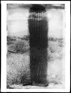 Barrel cactus in the desert