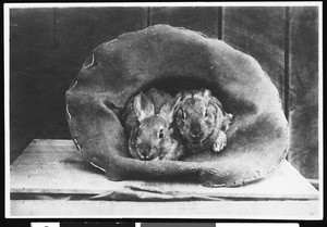 Rabbits, China, ca.1900