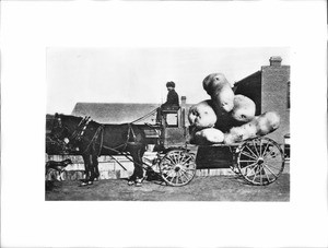 Composite of a horse-drawn wagon loaded with oversized potatoes