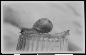 Close-up of a snail, ca.1920