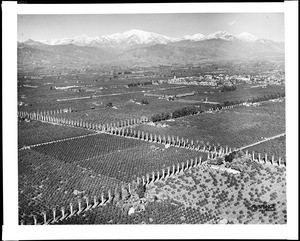 Low-altitude aerial view of orange groves near Covina, showing hills in the distance, ca.1941