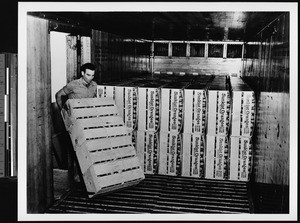 Packing shed or railroad car for shipping oranges, ca.1930