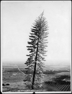 Yucca plant or Spanish Dagger in blossom (yucca whipplei blossom)