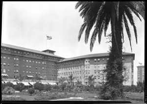 Palm tree in front of the Ambassador Hotel, Los Angeles