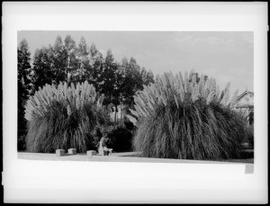 Pampas grass on west side of Figueroa Street, south of Pico Boulevard, ca.1890