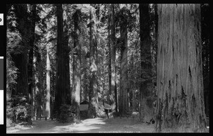 View of redwood trees around a cabin in Camp Richardson, ca.1920