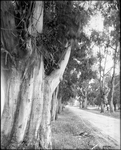 Eucalyptus trees lined at the corner of Gower Street and Melrose Avenue, ca.1900