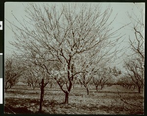 Orchard of apricot trees in bloom in Fresno, ca.1910