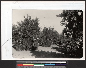 Orange Grove, ca.1900