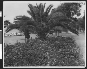 Squat palm tree in a bed of flowers in a park that appears to be along the Santa Monica shore