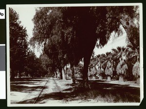 View of the Magnolia Avenue in Riverside, showing a section of railroad tracks at left center, ca.1900