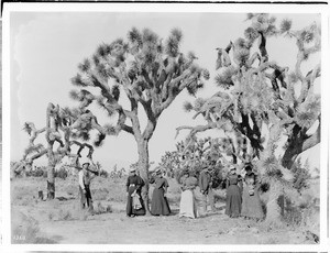 Group of tourists standing under some yucca plants near Palmdale, California