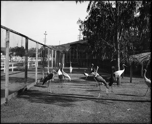 A dozen varied cranes standing in the shadow of a eucalyptus tree at the Los Angeles Zoo, 1930