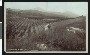 Highland Orange Groves, ca.1900