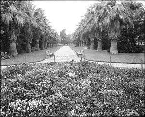 View of the flowers and palm trees in Eastlake Park (later known as Lincoln Park)