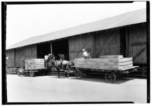 Unloading pears at American Fruit Growers Incorporated packing house at Palmdale, August 1929