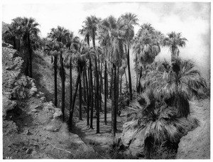 Palm Canyon near Palm Springs, showing many palm trees (Washingtonia Filfera), ca.1898-1901