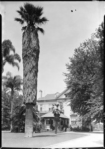 Palm tree in front of a small house