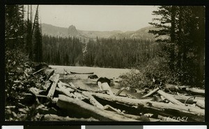 Cut trees in water in Mammoth Lakes region, ca.1930