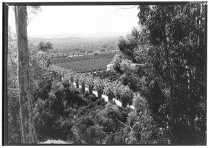 Looking toward South Hills from A.K. Bourne Ranch, Glendora, February 1931