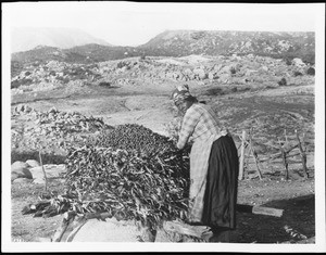 Mission Indian woman filling a granary with acorns (Cacaiste), ca.1898