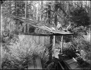 Laying a shake roof on the frame of a small wooden building in a forest, ca.1900