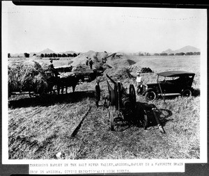 Barley crops being threshed in the Salt River Valley in Arizona