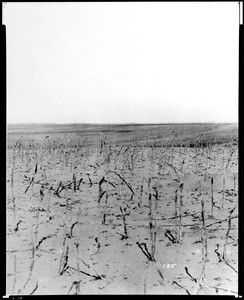 View of a field in Torrance, 1912