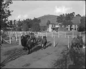 Camels at the Los Angeles Zoo, 1920