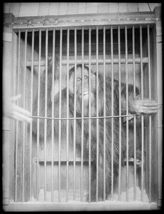 Full view of gorilla standing in cage