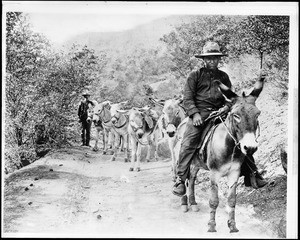 A packer on a saddle donkey leading a pack of five donkeys with a man on foot bringing up the rear, 1900