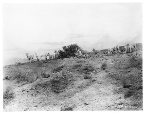 Grazing mountain sheep in upper Yellowstone, Montana, ca.1890