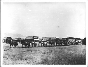 A man driving a 14-mule team hauling wagons loaded with ore from the desert mines, California, ca.1905