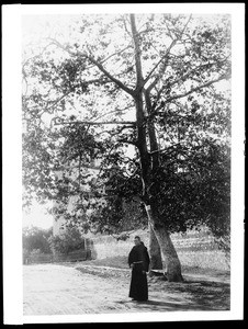 Franciscan priest standing under a sycamore tree at Mission Santa Barbara, ca.1898-1899